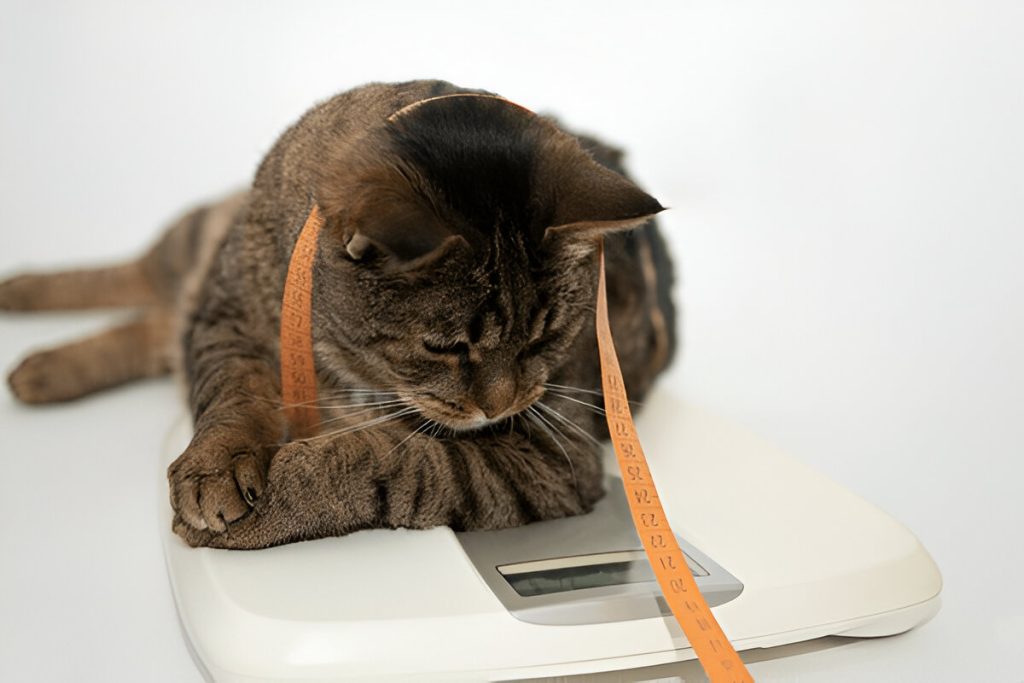 5 Must-Ask Vet Questions for Effective Pet Weight Management!
